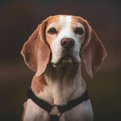 Buy Beagle in Bangalore