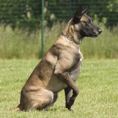 Buy Belgian Shepherd in Surat