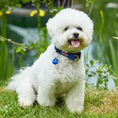 Buy Bichon Frise in Surat