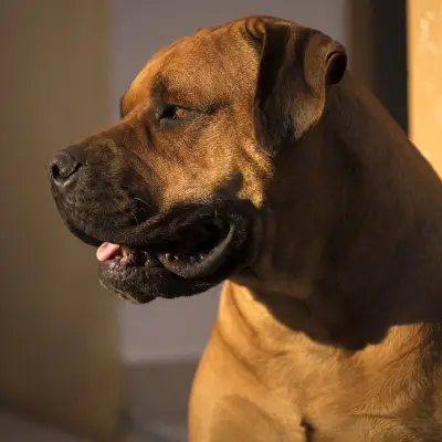 Buy Boerboel in Surat