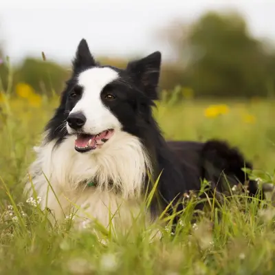 Buy Border Collie in Surat