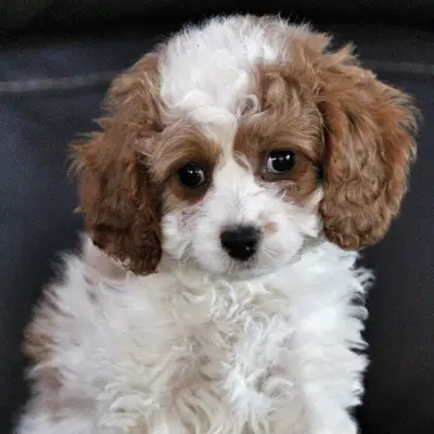 Buy Cavapoo in Surat