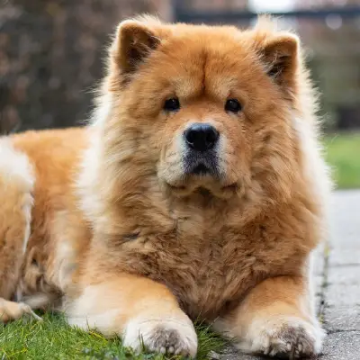 Chow Chow