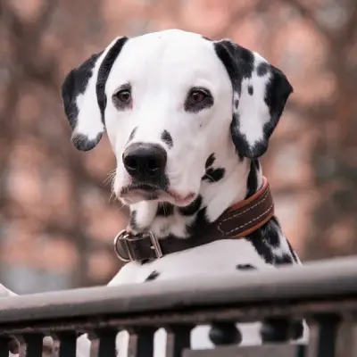 Buy Dalmatian in Surat