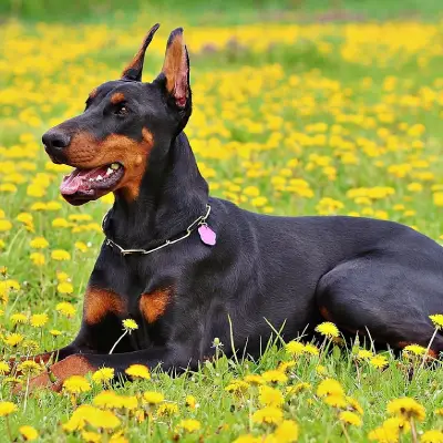 Buy Doberman in Bangalore