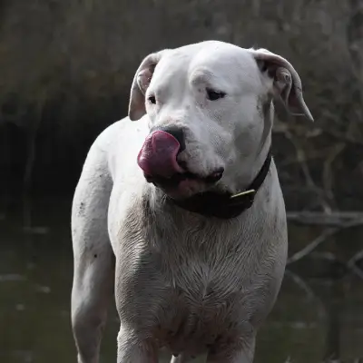 Buy Dogo Argentino in Surat