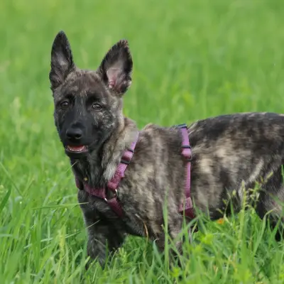 Buy Dutch Shepherd in Surat