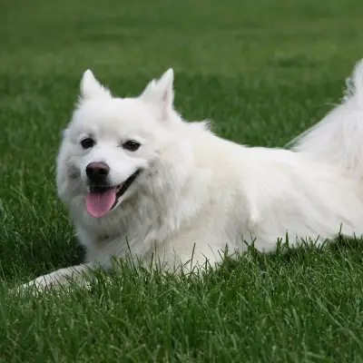 Buy American Eskimo in Surat