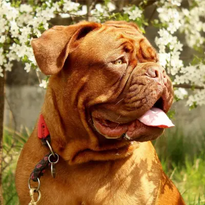 Buy French Mastiff in Surat