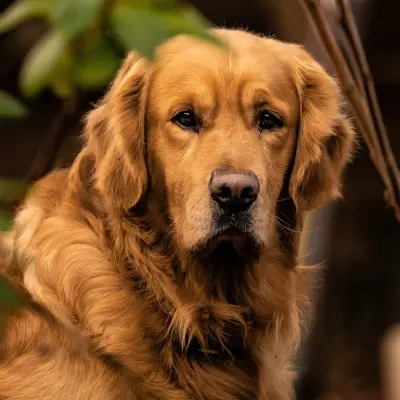 Buy Golden Retriever in Bangalore