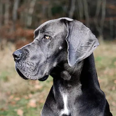 Buy Great Dane in Bangalore