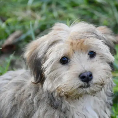 Buy Havanese in Surat