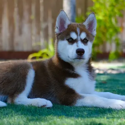 Buy Siberian Husky in Bangalore