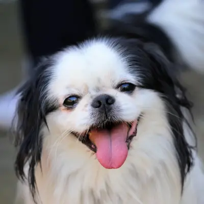 Buy Japanese Chin in Surat