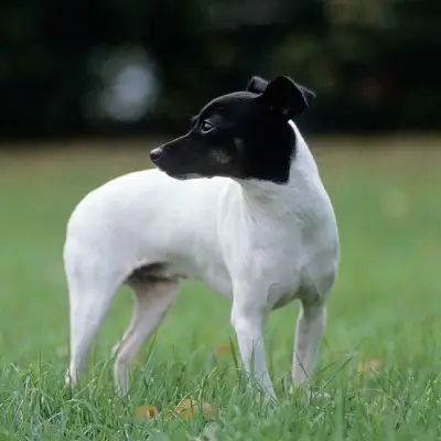 Buy Japanese Terrier in Surat