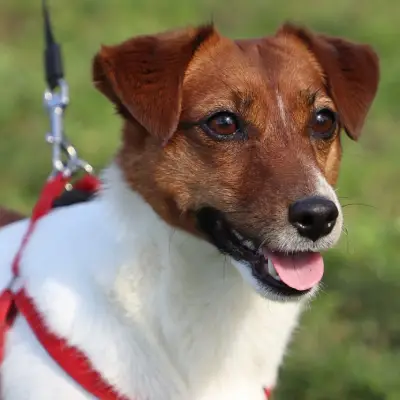 Buy Jack Russell Terrier in Surat