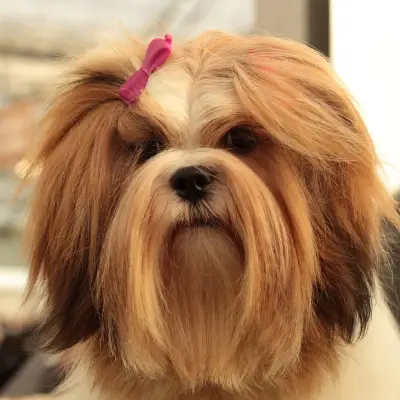 Buy Lhasa Apso in Bangalore