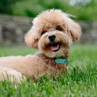 Buy Toy Poodle in Bangalore