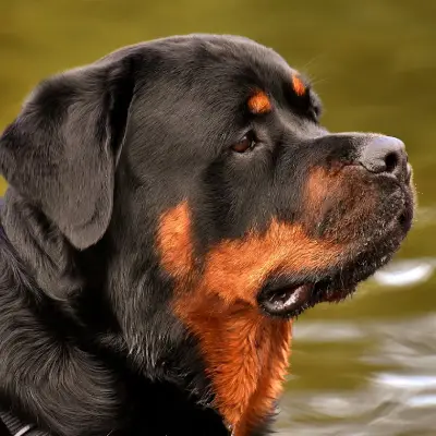 Buy Rottweiler in Bangalore