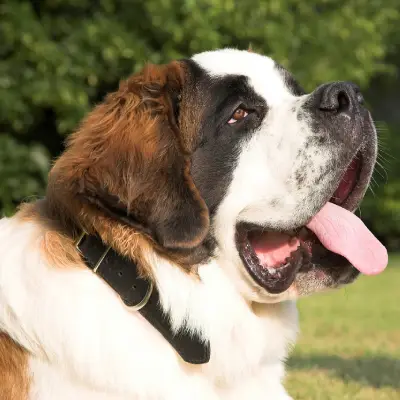 Buy Saint Bernard in Surat