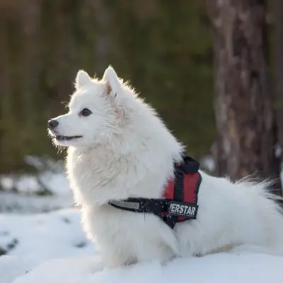 Samoyed