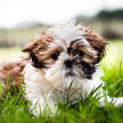 Buy Shih Tzu in Bangalore