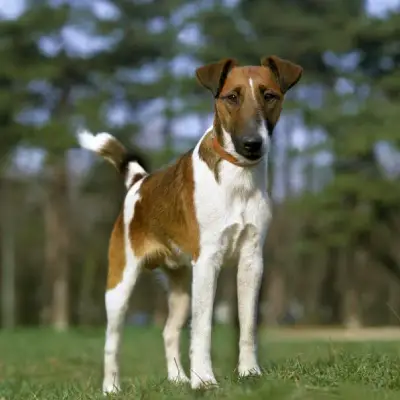 Buy Smooth Fox Terrier in Surat