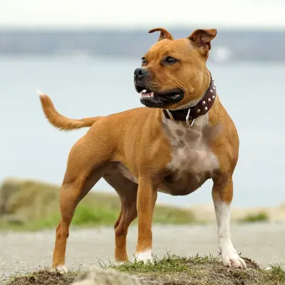 Buy Staffordshire Bull Terrier in Surat