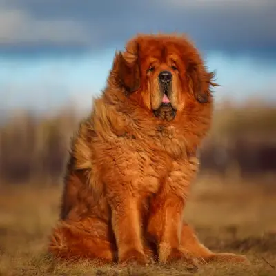 Tibetan Mastiff