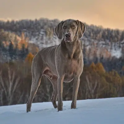 Buy Weimaraner in Surat