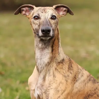 Buy Whippet in Surat