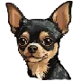 Buy Chihuahua Online