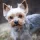 Yorkshire Terrier Dog breed Information