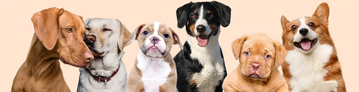 Buy Pets Online | Puppies For Sale In India