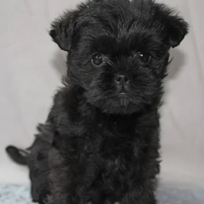 Affenpinscher Price in Visakhapatnam | Affenpinscher Puppies for sale in Visakhapatnam