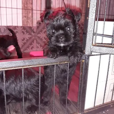 Affenpinscher Price in Visakhapatnam | Affenpinscher Puppies for sale in Visakhapatnam