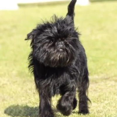 Affenpinscher Price in Visakhapatnam | Affenpinscher Puppies for sale in Visakhapatnam