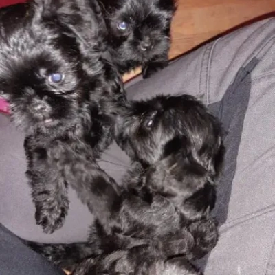 Affenpinscher Price in Visakhapatnam | Affenpinscher Puppies for sale in Visakhapatnam