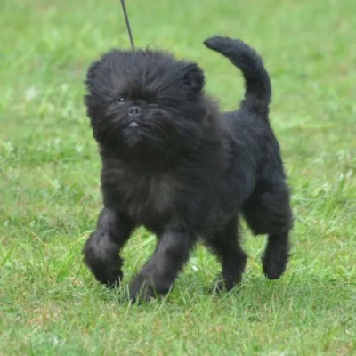 Affenpinscher Price in Visakhapatnam | Affenpinscher Puppies for sale in Visakhapatnam