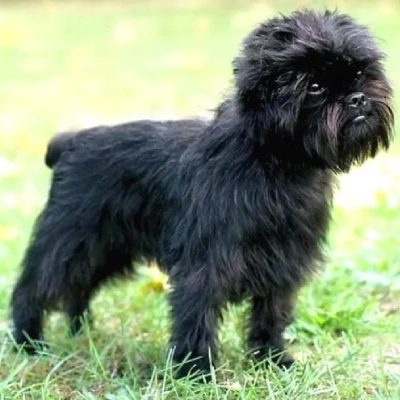 Affenpinscher Price in Visakhapatnam | Affenpinscher Puppies for sale in Visakhapatnam