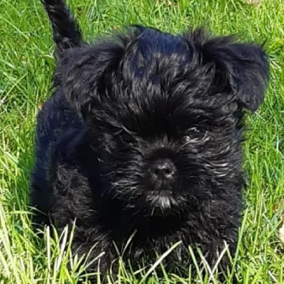 Affenpinscher Price in Visakhapatnam | Affenpinscher Puppies for sale in Visakhapatnam