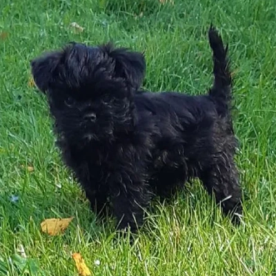 Affenpinscher Price in Visakhapatnam | Affenpinscher Puppies for sale in Visakhapatnam