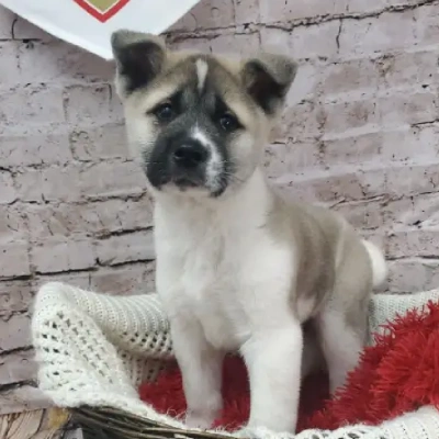 Akita Price in Bangalore | Akita Puppies for sale in Bangalore