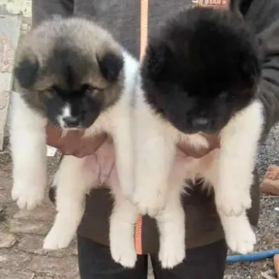 Akita Price in Bangalore | Akita Puppies for sale in Bangalore