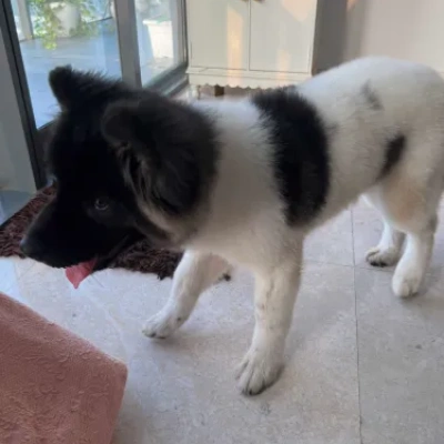 Akita Price in Bangalore | Akita Puppies for sale in Bangalore