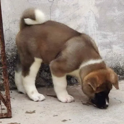 Akita Price in Bangalore | Akita Puppies for sale in Bangalore