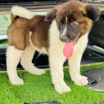 Akita Price in Bangalore | Akita Puppies for sale in Bangalore