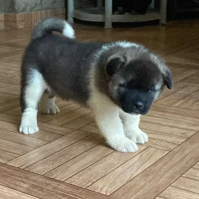 Akita Price in Bangalore | Akita Puppies for sale in Bangalore