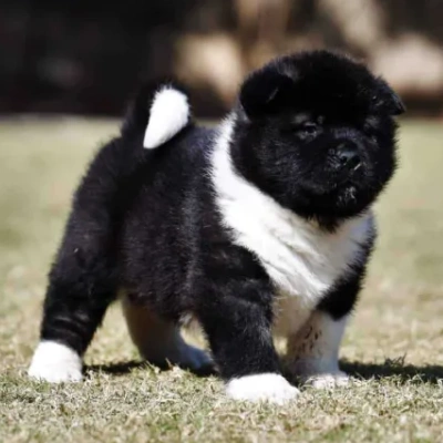 Akita Price in Bangalore | Akita Puppies for sale in Bangalore