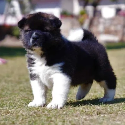 Akita Price in Bangalore | Akita Puppies for sale in Bangalore